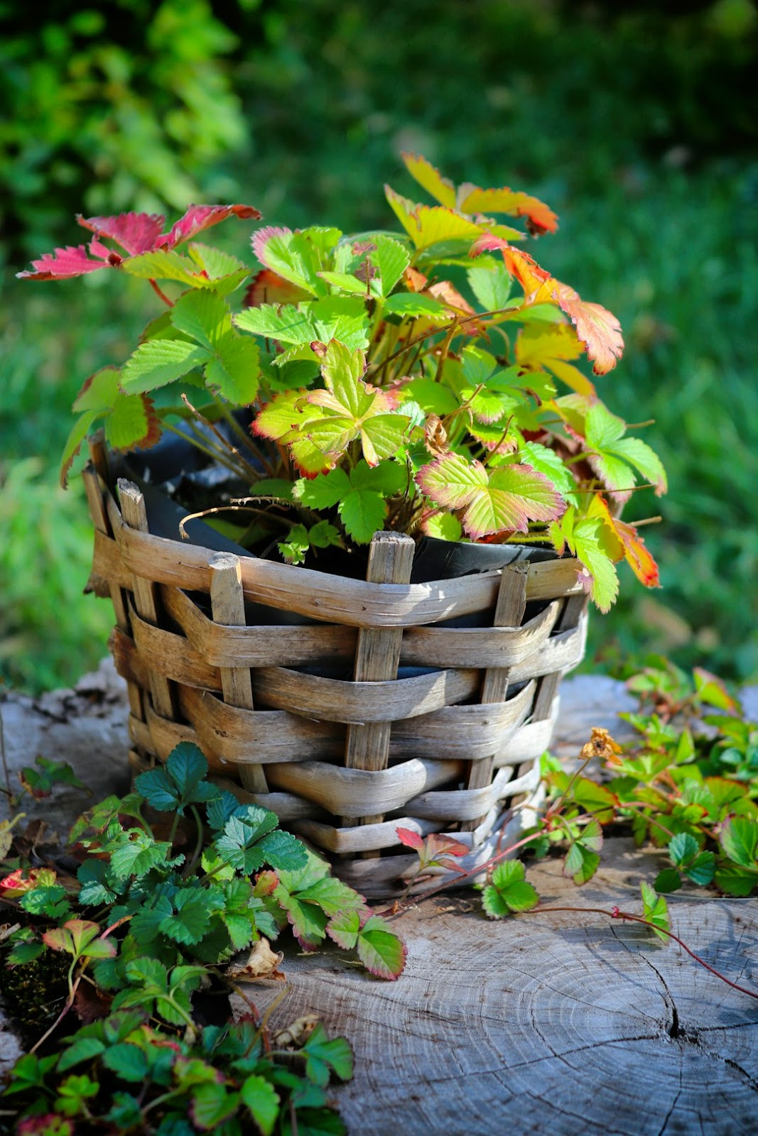 Tree stump in a garden
