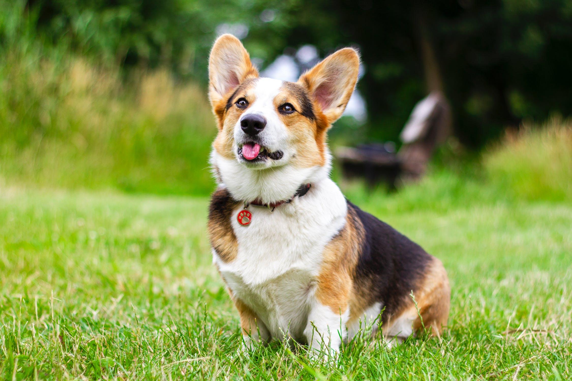 How to take care and hygiene of Corgi dogs